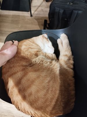  at Katzentempel - Freiburg in Freiburg