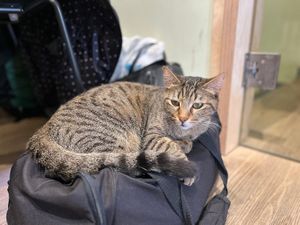 Caaat at Katzentempel - Freiburg in Freiburg
