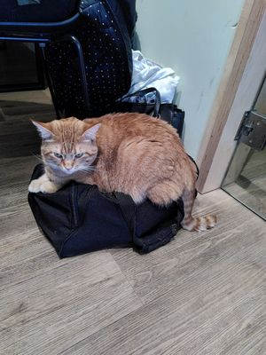 The queen at Katzentempel - Freiburg in Freiburg