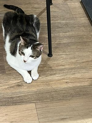  at Katzentempel - Freiburg in Freiburg