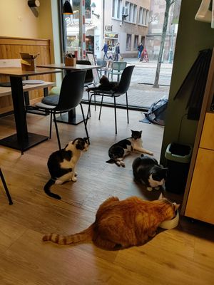  at Katzentempel - Freiburg in Freiburg