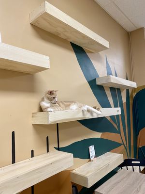 Inside the count lounge   at Purrista Cat Cafe in Erie