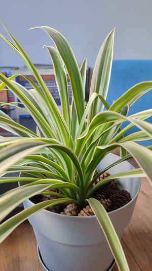  at Viya Kitap Kafe Yemek in Trabzon