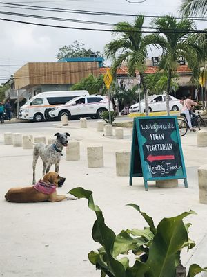 The doggos know they are safe here 💕 at La Hoja Verde in Tulum