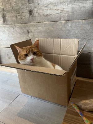   at Kattencafé De Spinnerij in Tilburg