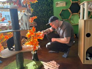 Petting the kitties.  at Aristocat Cafe in Harrisonburg