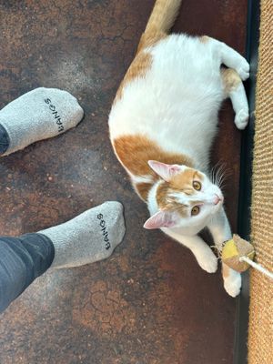 Well cared for kitties.  at Aristocat Cafe in Harrisonburg