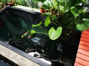 pond at Samui Health Shop by Lamphu in Koh Samui