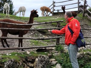 Alpacas at Weinbergerhaus in Kufstein