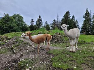 Mehr Alpacas at Weinbergerhaus in Kufstein