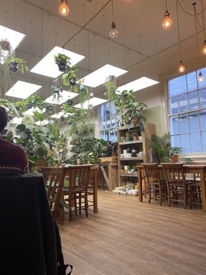   at Botanical Babe Plants in Llandudno