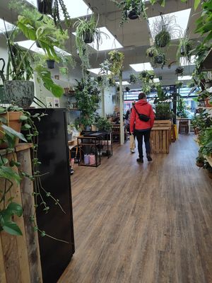 Interior at Botanical Babe Plants in Llandudno