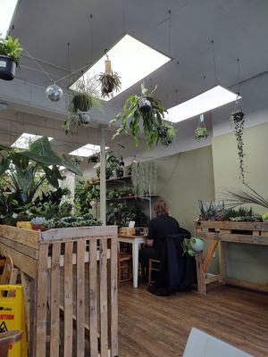 Interior at Botanical Babe Plants in Llandudno