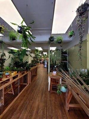 Botanical Babe Plants Inside at Botanical Babe Plants in Llandudno