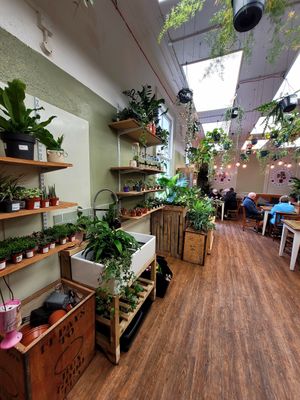 Botanical Babe Plants Inside at Botanical Babe Plants in Llandudno