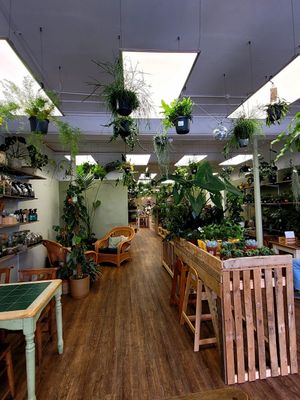 Botanical Babe Plants Inside at Botanical Babe Plants in Llandudno