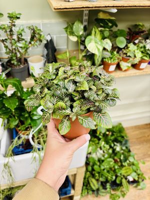   at Botanical Babe Plants in Llandudno