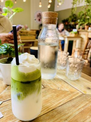   at Botanical Babe Plants in Llandudno