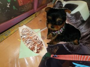  at OKO Takoyaki in Osaka