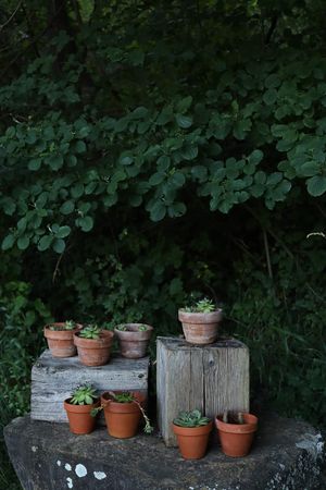  at Il Giardino degli Alberi Maestri in Bettola