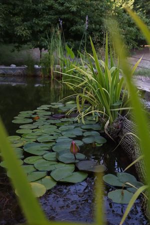  at Il Giardino degli Alberi Maestri in Bettola