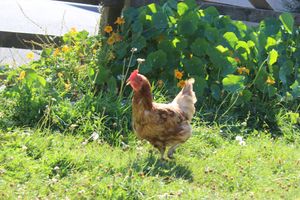 Sunshine the rescue hen at Haye Cornwall – Vegan-friendly holiday cottage with rescue animals in 25 acres in Liskeard