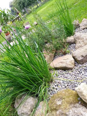 Garden herbal tea to welcome you. at Les Soupers de la P'tite Grange in Tinchebray