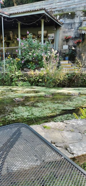 Lovely ducks ❤️🦆 at Egypt Mill Hotel & Restaurant in Gloucester