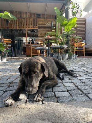 A dog that comes by for pets + the restaurant ambiance  at Vegata  in Izmir