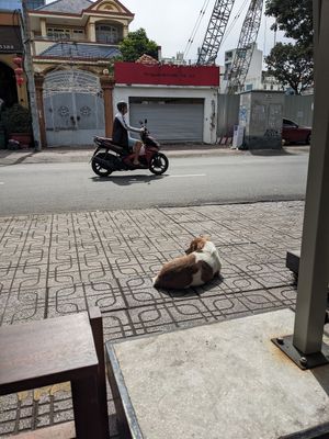 View from outdoor seating 🐻 at O Plant-based - Nguyễn Đình Chiểu in Ho Chi Minh City