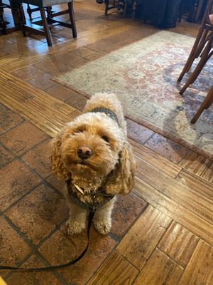 Dog friendly   at The Ship in Preston