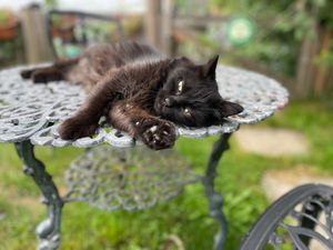 The summer of '23 saw several stray cats arrive in our small part of La Creuse. We have been capturing and neutering them throughout the summer. They are "banned" from the house.  at Chambres d'hôtes et Camping Vegan à Tairial à La Martinèche. in Soubrebost