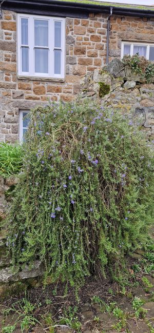  at Orange Cafe Bar in Mousehole