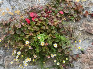 Pretty gardens all around Mousehole and at Orange Cafe too! at Orange Cafe Bar in Mousehole