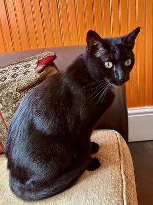 Kahlua   at Orange Cafe Bar in Mousehole