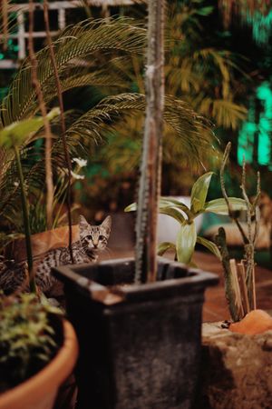   at Alesta in Kyrenia