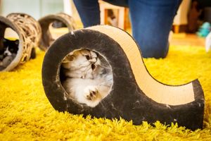  at The Cat House  in Norwich