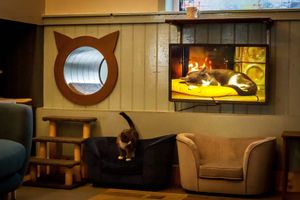  at The Cat House  in Norwich