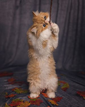  at The Cat House  in Norwich