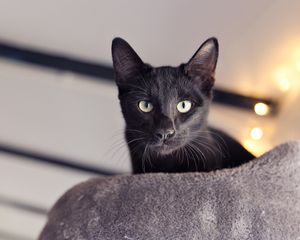  at The Cat House  in Norwich