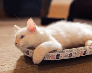  at The Cat House  in Norwich