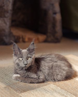  at The Cat House  in Norwich