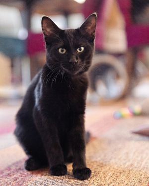  at The Cat House  in Norwich