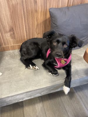   at Amateur Coffee & Run Club in Lima