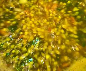  at COFFEE 8 in Williamstown