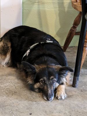  at Soul Garden Glebe in Glebe