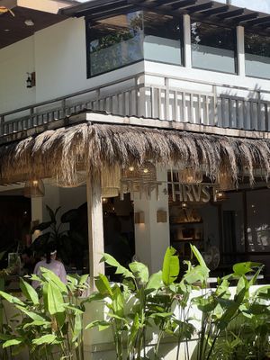   at PLNT+HRVST in El Nido