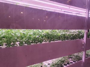  at PLNT+HRVST in El Nido