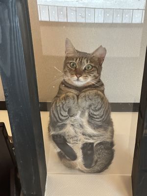 Clear catwalk  at Nekonotsuki - ネコノツキ in Takayama