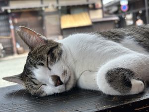 Happy, snoozing cat  at Nekonotsuki - ネコノツキ in Takayama